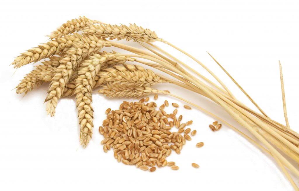 Lúa mì - ngũ cốc không thể thiếu với con người