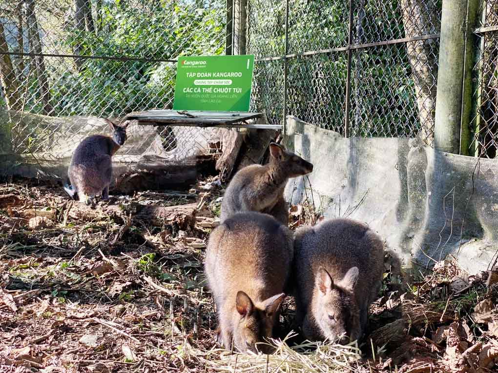 Tập đoàn Kangaroo tài trợ kinh phí chăm sóc chuột túi tại Vườn Quốc gia Hoàng Liên