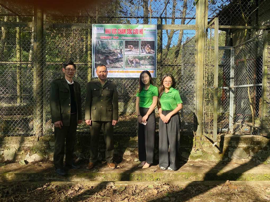 Tập đoàn Kangaroo tài trợ kinh phí chăm sóc chuột túi tại Vườn Quốc gia Hoàng Liên